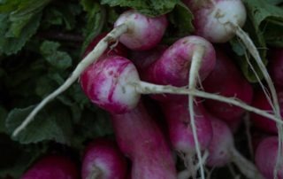 Up close photo of radishes